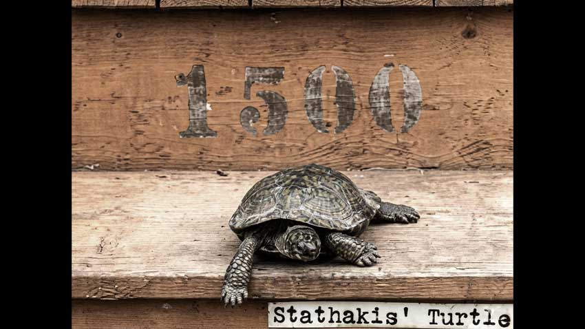 Niagara Falls | Legends & Daredevils - Sonny the Turtle